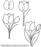 fiore-tulipano.jpg