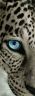 occhi di tigre bianca.jpg