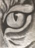 occhio tigre disegno matita.jpg
