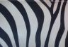 texture zebra.jpg
